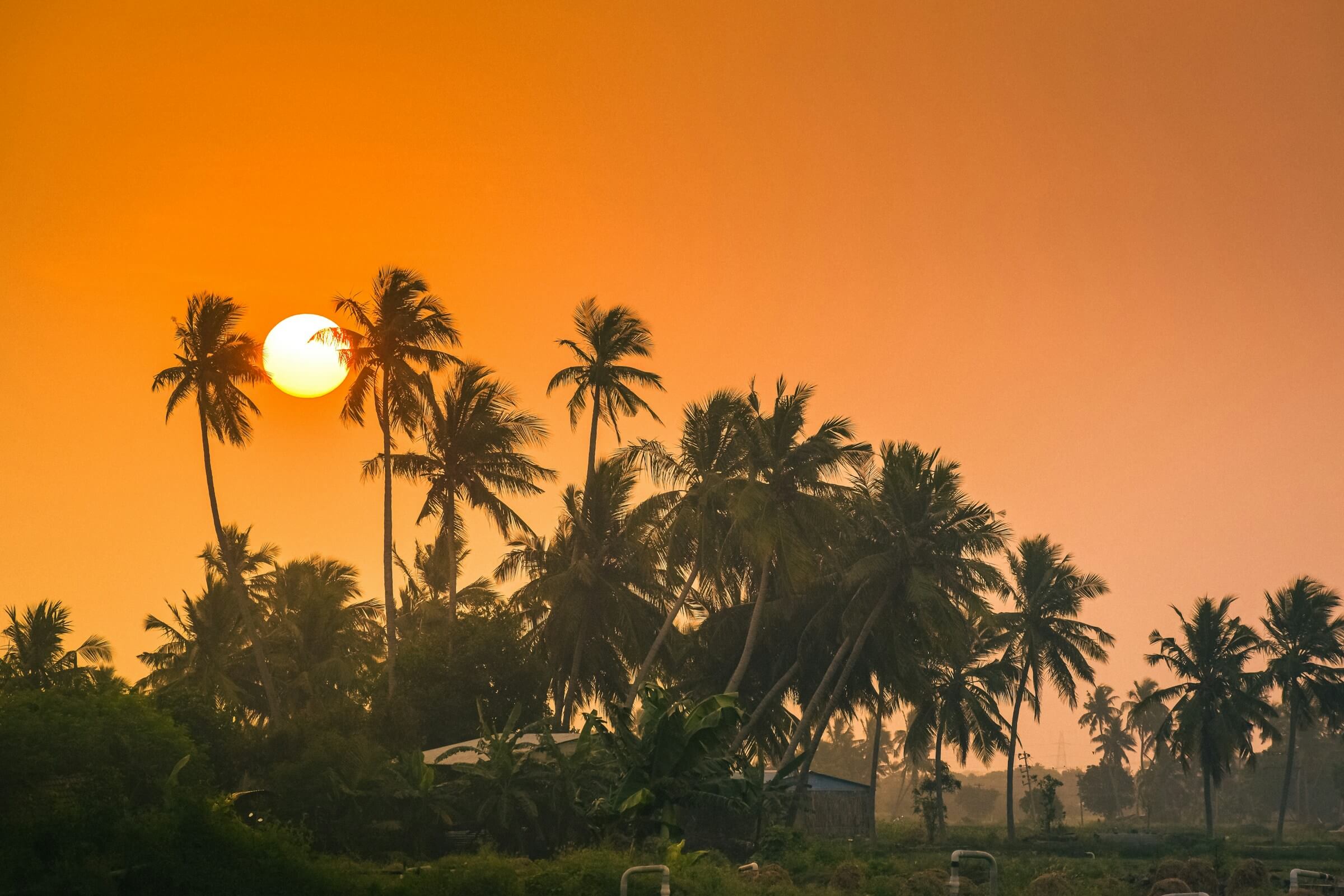 Sunset behind palm trees in warm orange light